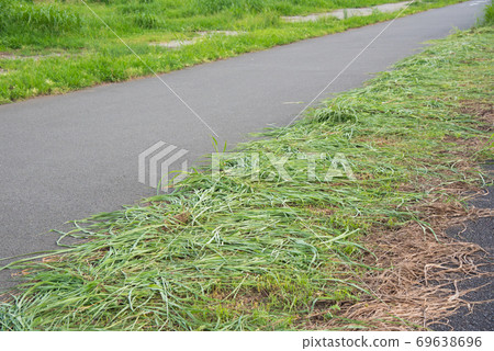 Close-up of mowed weeds on the side of the road Close-up of mowed weeds on the side of the road 69638696