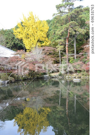 秋天的銀杏樹反映在大悟寺的Benten池塘 69638763