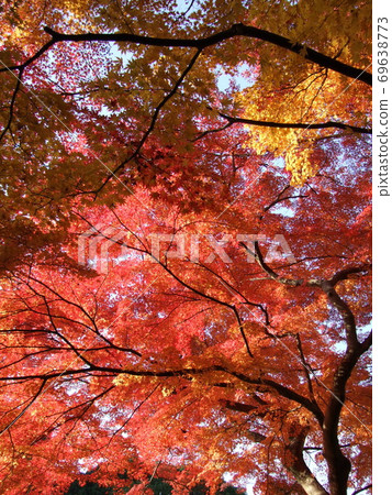 Bright red leaves Bright red leaves 69638773