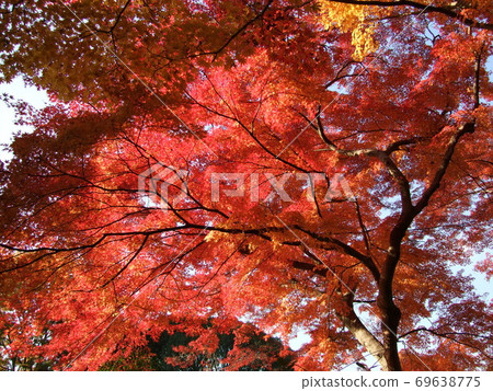 Bright red leaves Bright red leaves 69638775