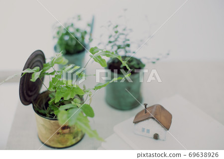 DIY wooden shelves and indoor green image photo 69638926