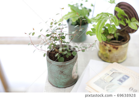 DIY wooden shelves and indoor green image photo DIY wooden shelves and indoor green image photo 69638928