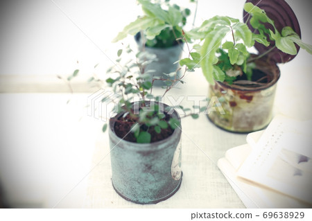 DIY wooden shelves and indoor green image photo 69638929