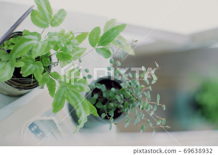 DIY wooden shelves and indoor green image photo DIY wooden shelves and indoor green image photo 69638932