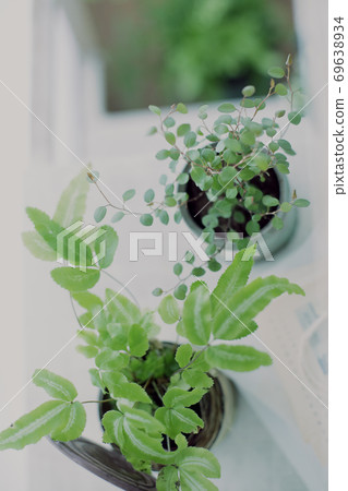 DIY木架子和室內綠色的圖像照片 DIY木架子和室內綠色的圖像照片 69638934