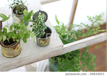 DIY wooden shelves and indoor green image photo DIY wooden shelves and indoor green image photo 69638951