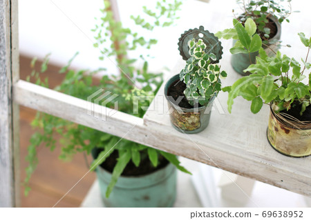 DIY wooden shelves and indoor green image photo DIY wooden shelves and indoor green image photo 69638952