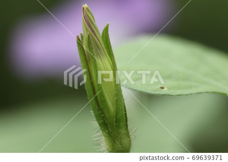 Morning glory buds that will bloom tomorrow Morning glory buds that will bloom tomorrow 69639371