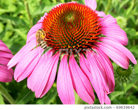 Winged bee slowly flies to the plant, collect nectar for honey on private apiary 69639642