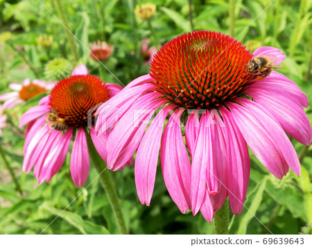 Winged bee slowly flies to the plant, collect nectar for honey on private apiary Winged bee slowly flies to the plant, collect nectar for honey on private apiary 69639643