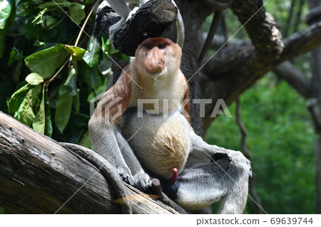 Proboscis monkey (Singapore Zoo) 69639744