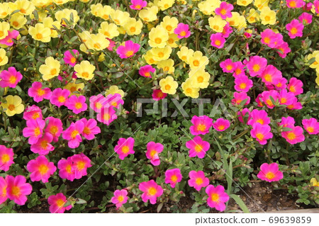 Portulaca，盛夏的彩色花壇 69639859