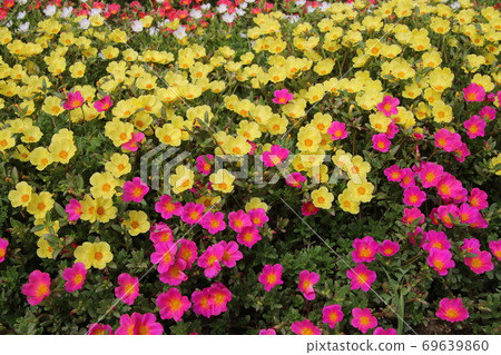 Portulaca,盛夏的彩色花壇 Portulaca,盛夏的彩色花壇 69639860