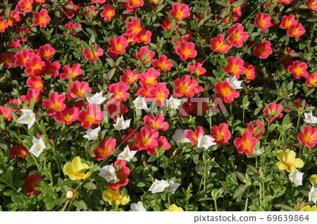 Portulaca，盛夏的彩色花壇 69639864