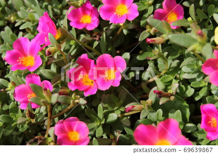 Portulaca，盛夏的彩色花壇 69639867