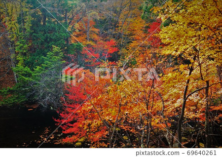 Fukayama autumn leaves Fukayama autumn leaves 69640261