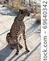野生獵豹 69640342