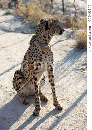 Wild cheetah Wild cheetah 69640342