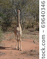 非洲的長頸鹿 69640346