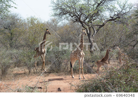 Parent and child of giraffe 69640348
