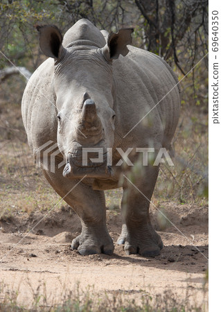 Wild white rhino Wild white rhino 69640350