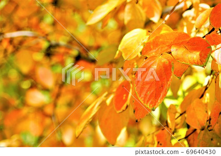 Autumn leaves in orange Autumn leaves in orange 69640430