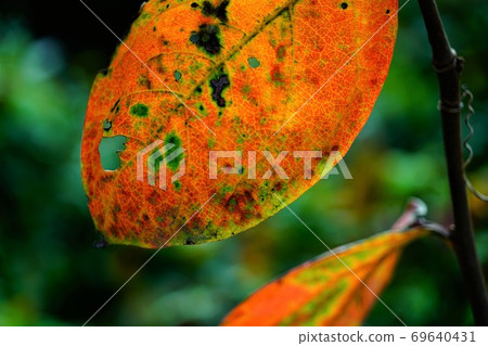 Autumn leaves of persimmon leaves Autumn leaves of persimmon leaves 69640431