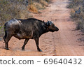 野生水牛 69640432