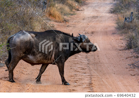Wild buffalo Wild buffalo 69640432