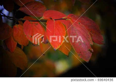 Autumn leaves of red persimmon Autumn leaves of red persimmon 69640436