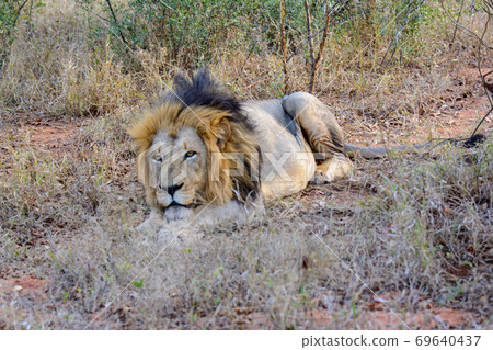 lion lion 69640437