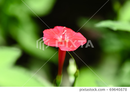 Momijirukou 69640878