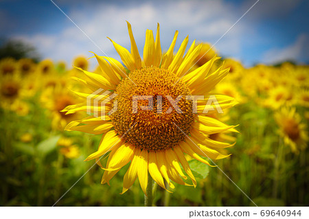 sunflower sunflower 69640944