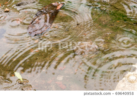 Rain drops in the water surface. Rain fall on the ground in rains season. Raindrops rippling in a puddle with bright sky reflection on it. Abstract Nature Background. 69640958