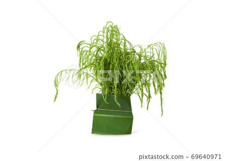 climbing wattle or Cha-om isolated 69640971