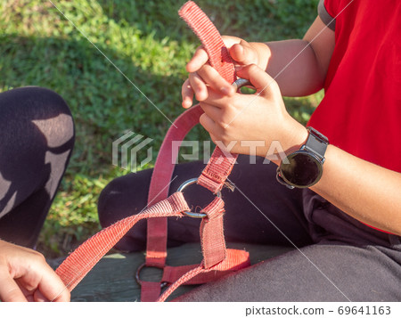 Girls from riding club set horse halter together Girls from riding club set horse halter together 69641163