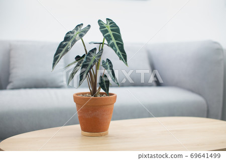 Alocasia sanderiana Bull or Alocasia Plant 69641499