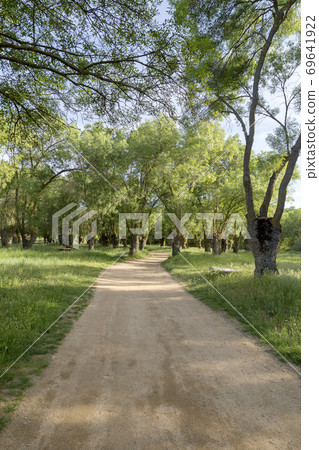 Dirt road through a forest Dirt road through a forest 69641922