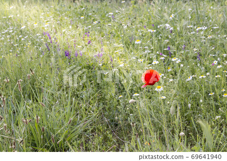 Sunbeams on a poppy 69641940