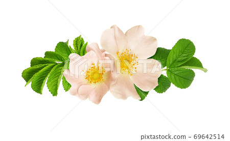 Wild rose flowers and leaves in a floral arrangement Wild rose flowers and leaves in a floral arrangement 69642514