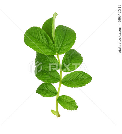 Wild rose leaves Wild rose leaves 69642515