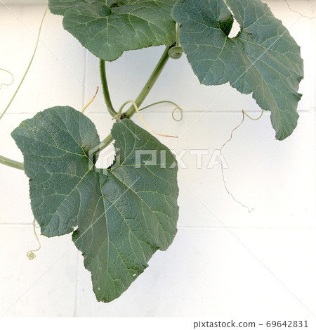 Leaves background Leaves background 69642831