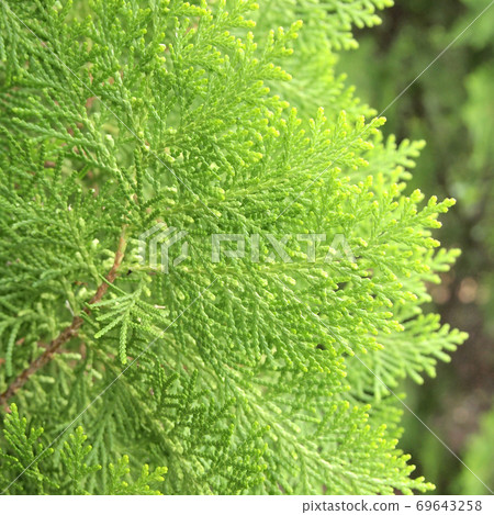 pine tree pine tree 69643258