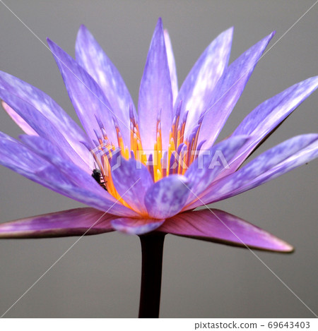 Close up of pink water lily Close up of pink water lily 69643403
