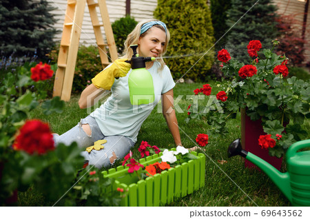 Woman with spray watering flowers in the garden 69643562