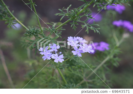 Verbena flowers blooming in summer flower beds 69643571