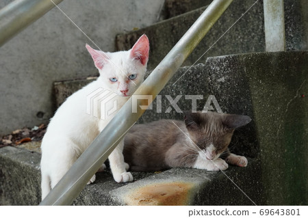 Do you know that the competition for survival of stray cats is fierce and the probability that cats will survive is infinitely close to zero? Do you know that the competition for survival of stray cats is fierce and the probability that cats will survive is infinitely close to zero? 69643801