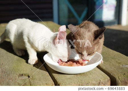 Do you know that the competition for survival of stray cats is fierce and the probability that cats will survive is infinitely close to zero? Do you know that the competition for survival of stray cats is fierce and the probability that cats will survive is infinitely close to zero? 69643883