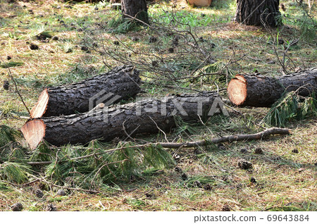 Cut tree 69643884