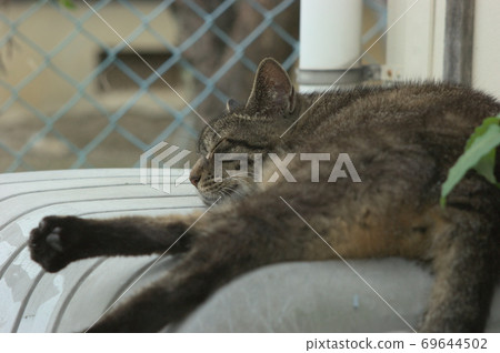 Pheasant cat during a nap Pheasant cat during a nap 69644502